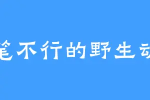 文笔不行的野生动物