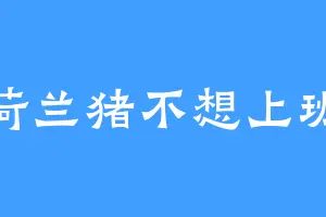荷兰猪不想上班