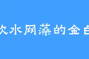 喜欢水网藻的金白莲