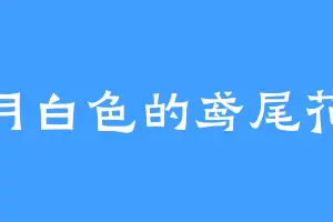 月白色的鸢尾花